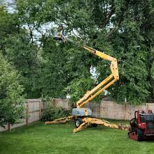 How Our Tree Care Process Works  in  Northville, MI