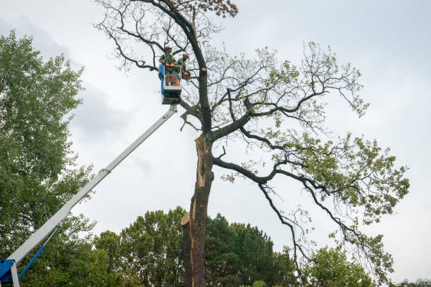 Northville, MI Tree Removal Company